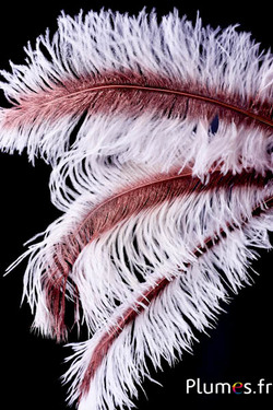 Struzzo con rachide bronzo – 30-40 cm – bianco